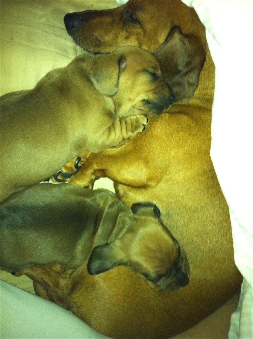 Dværggravhund Rimsmedens Sille-Mia billede 4