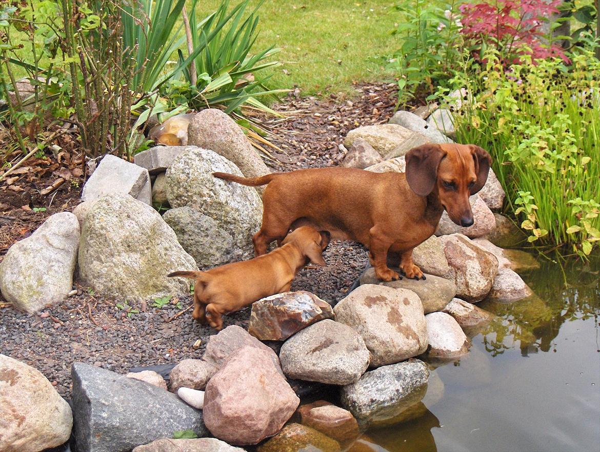 Dværggravhund Rimsmedens Sille-Mia billede 5