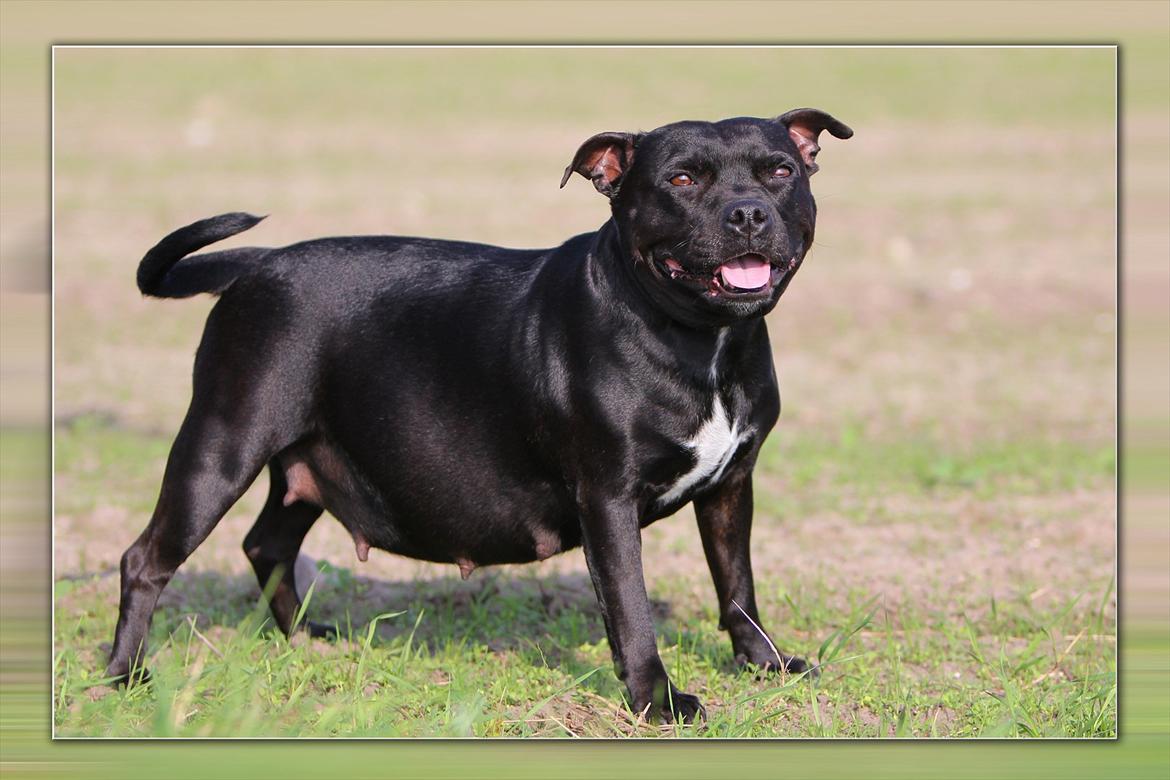 Staffordshire bull terrier Aya - Aya i uge 9 billede 2