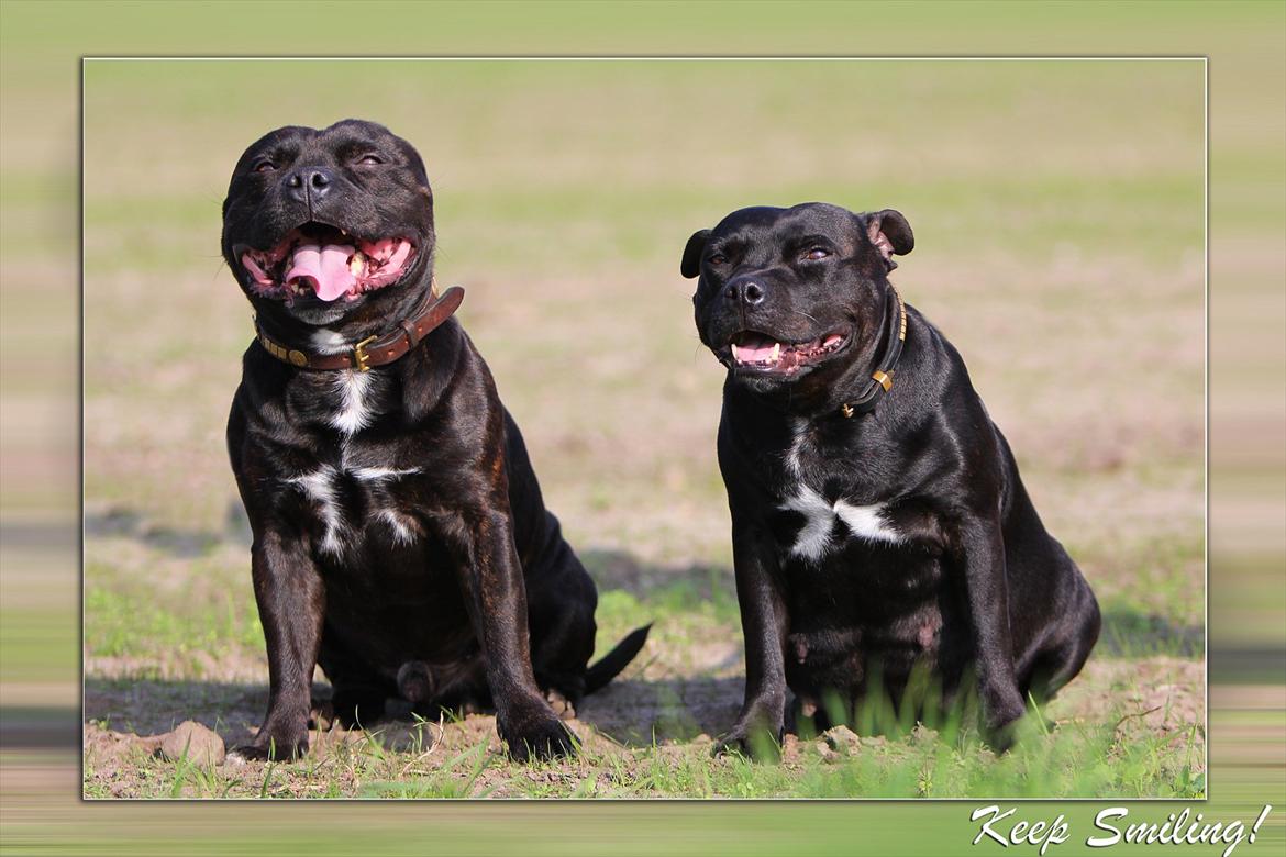 Staffordshire bull terrier Aya - Aya og Lemon sammen billede 4