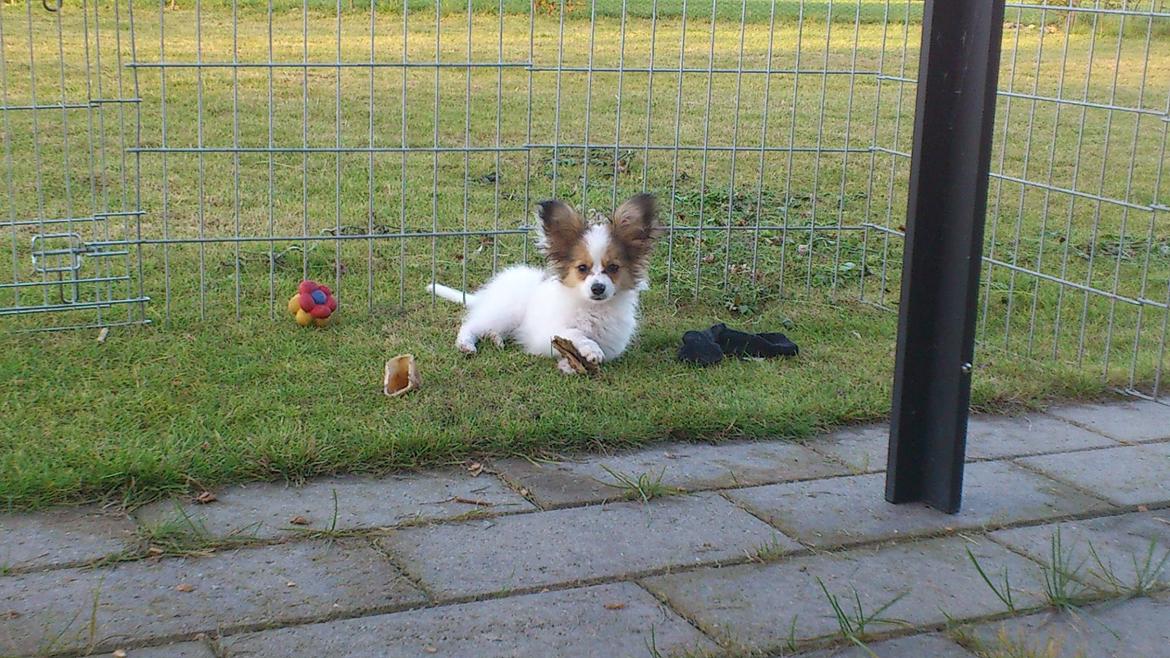 Papillon Pluto billede 9