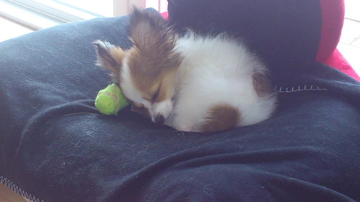 Papillon Pluto billede 10