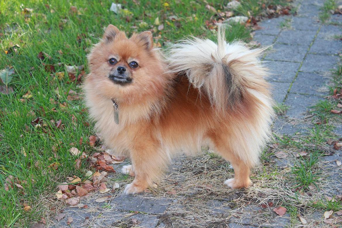 Pomeranian Bianca billede 11