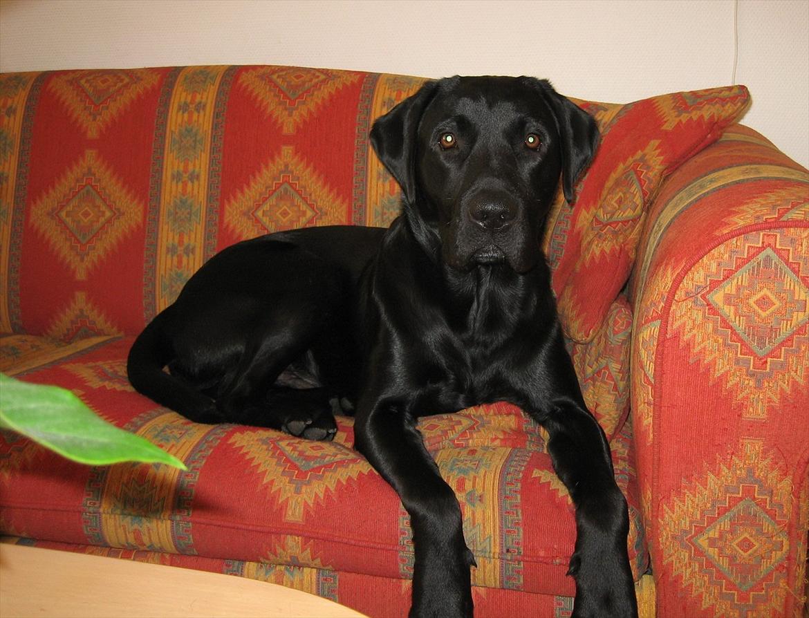 Labrador retriever Felix billede 1