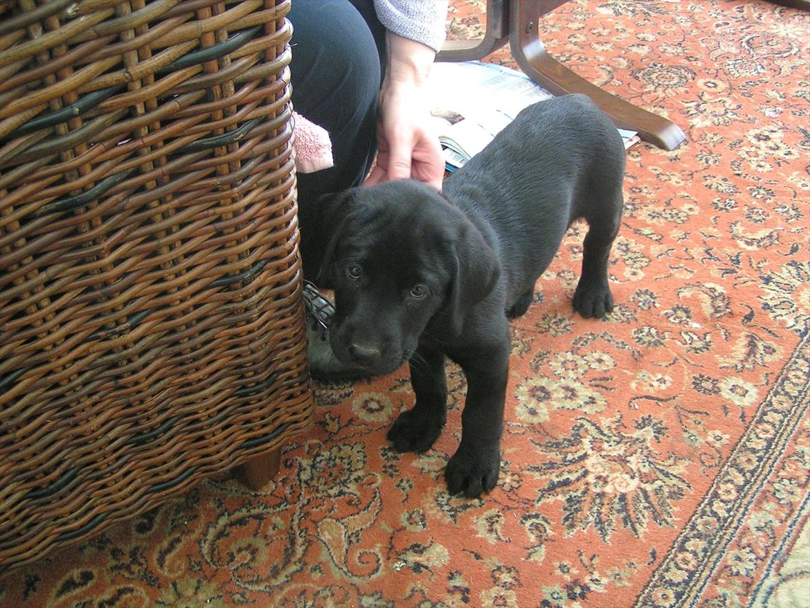 Labrador retriever Felix billede 2