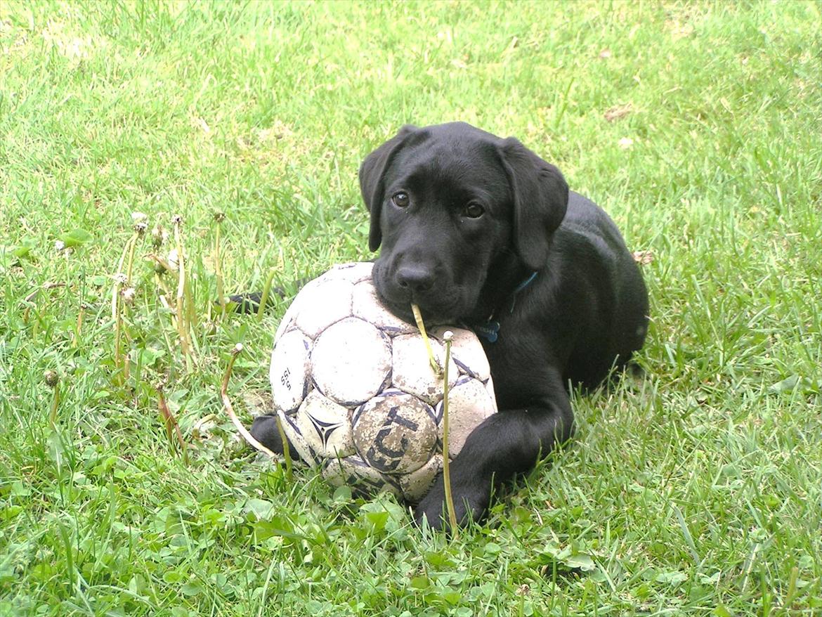 Labrador retriever Felix billede 3
