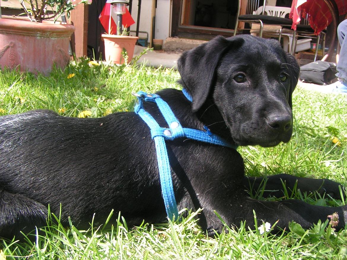 Labrador retriever Felix billede 4