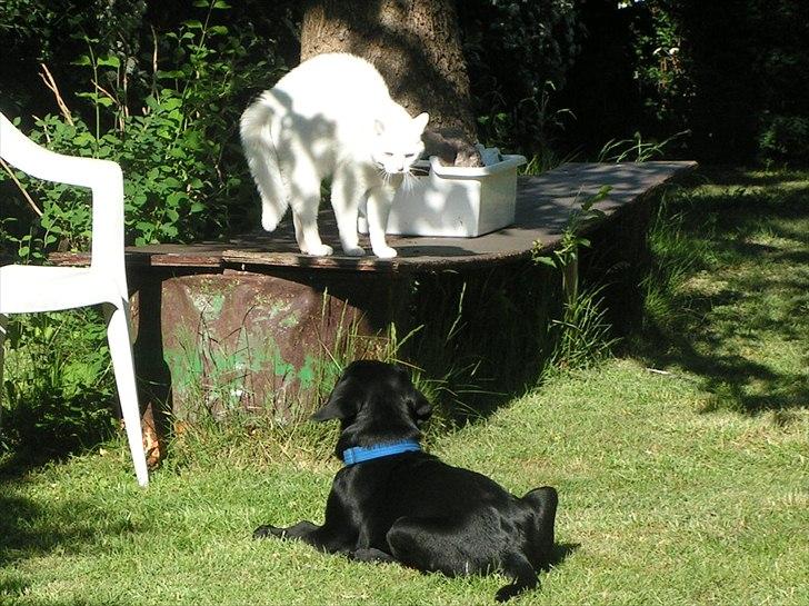 Labrador retriever Felix billede 6