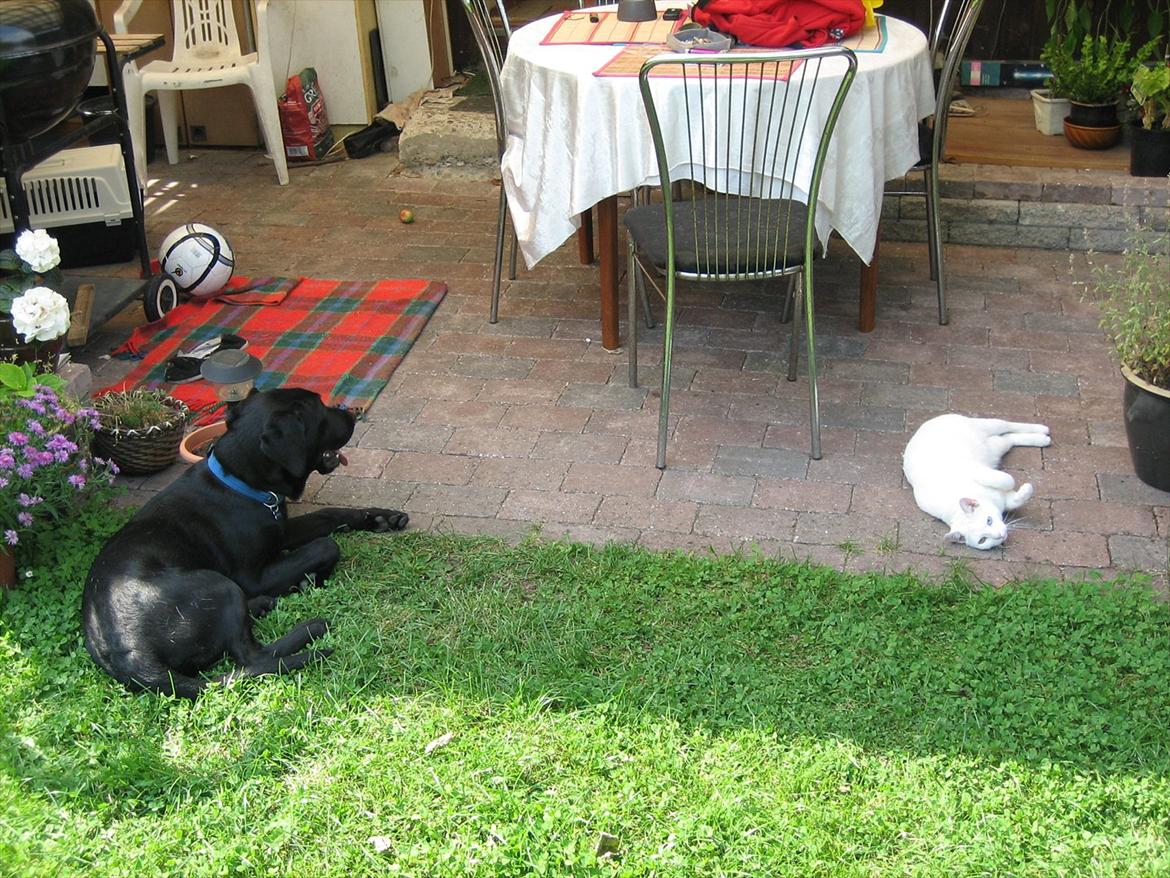 Labrador retriever Felix billede 7