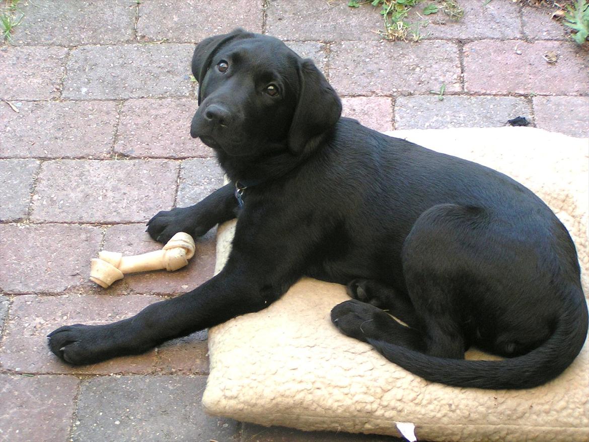 Labrador retriever Felix billede 8