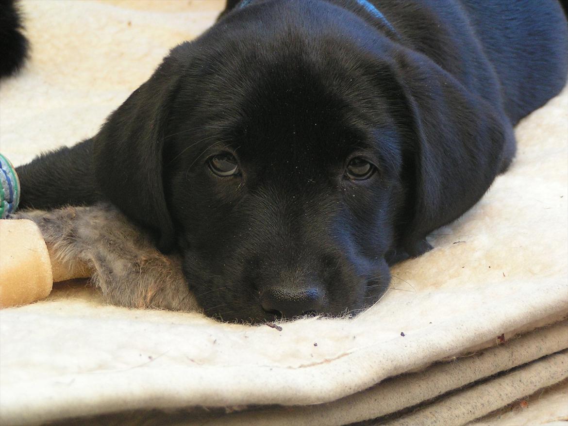 Labrador retriever Felix billede 9