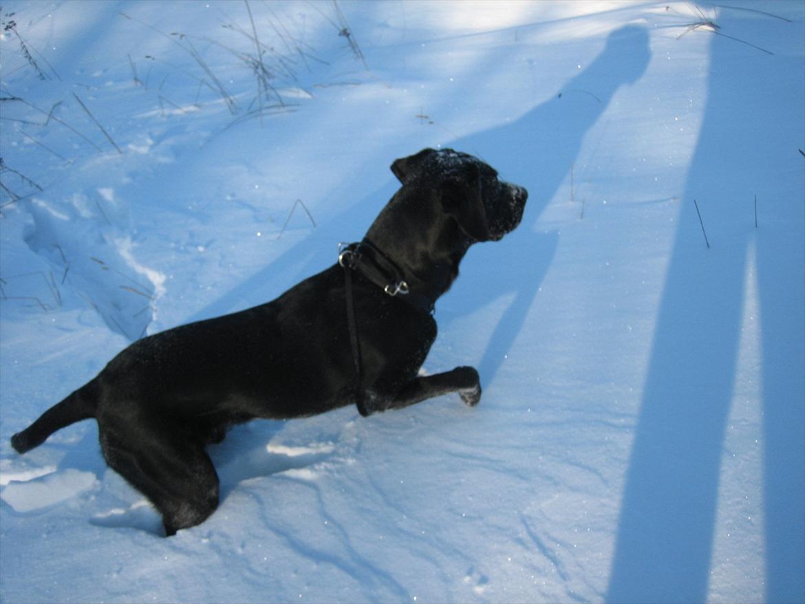 Labrador retriever Felix billede 10