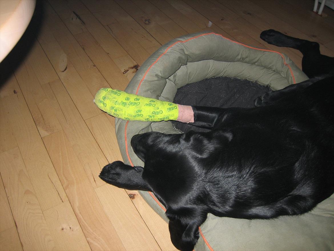 Labrador retriever Felix billede 11