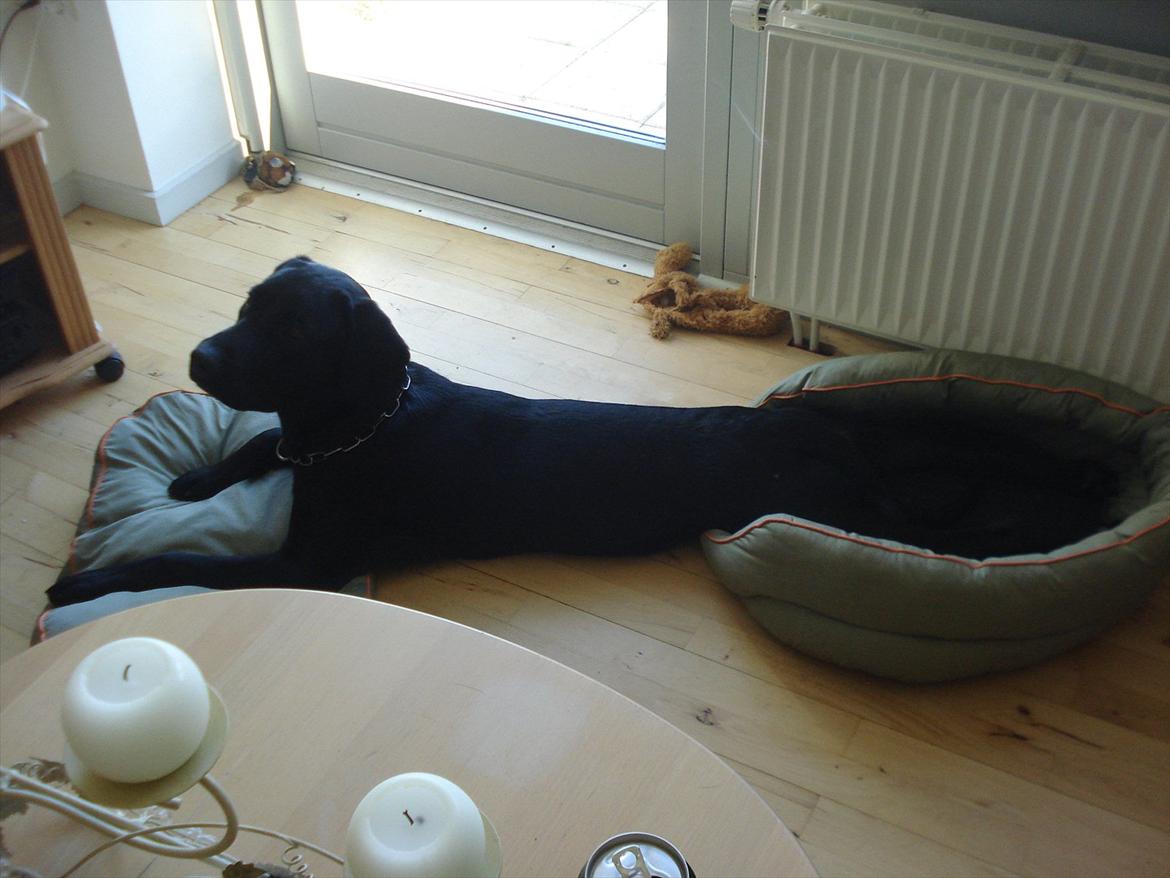 Labrador retriever Felix billede 12