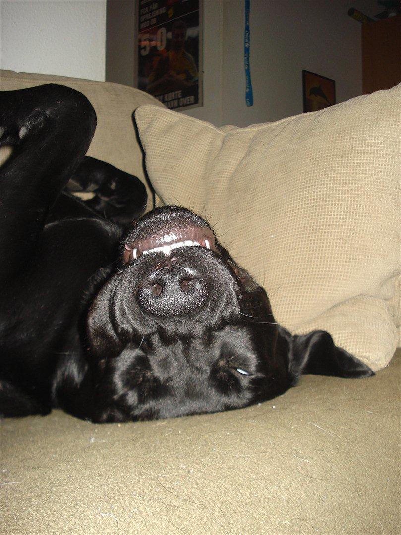 Labrador retriever Felix billede 13