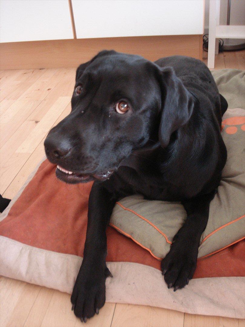 Labrador retriever Felix billede 14