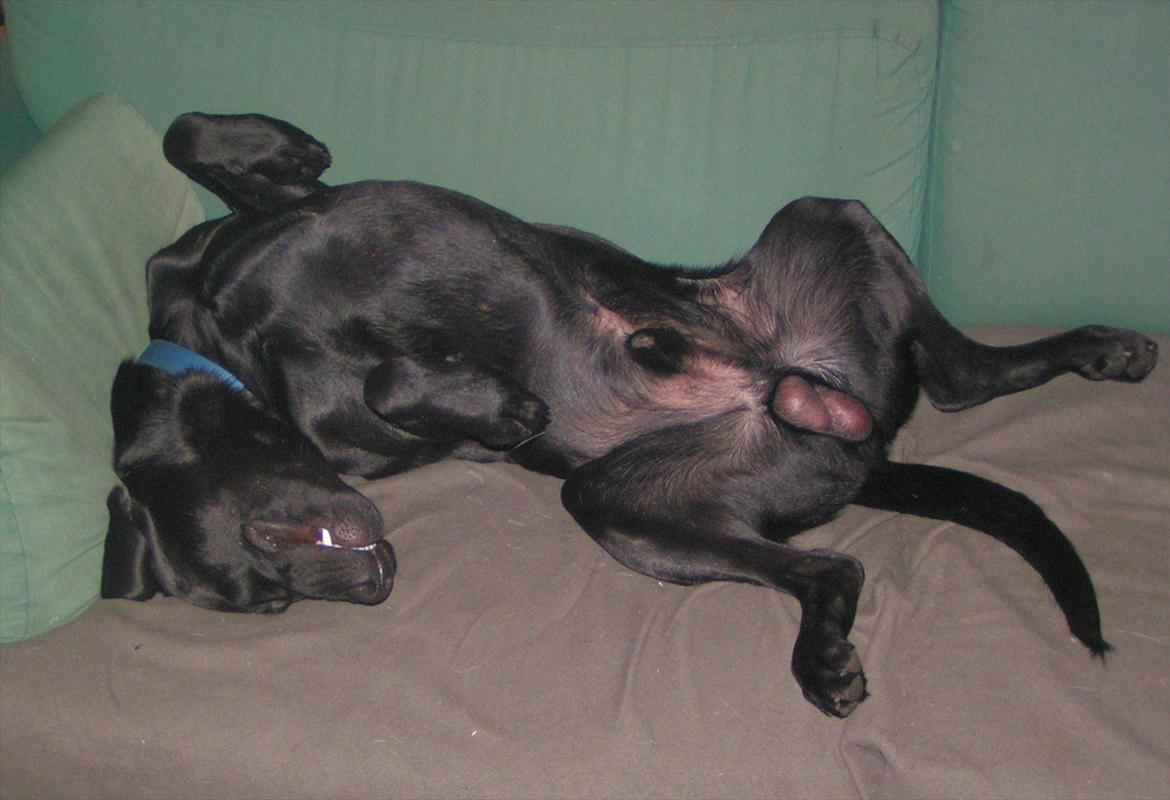 Labrador retriever Felix billede 15