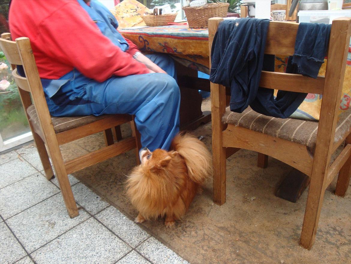 Pomeranian Topsys Rødtop - i august i år 2011 `toppen blev 11 år....holder sig godt. billede 13