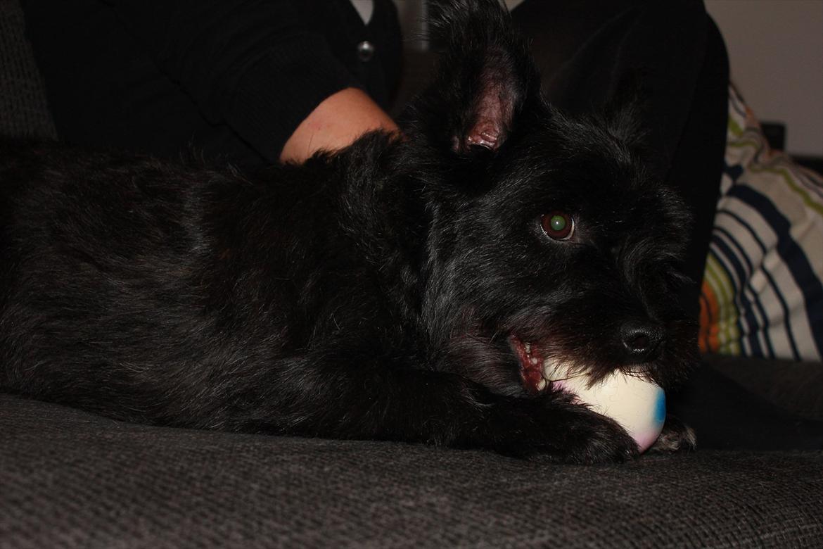 Blanding af racer Toby billede 8