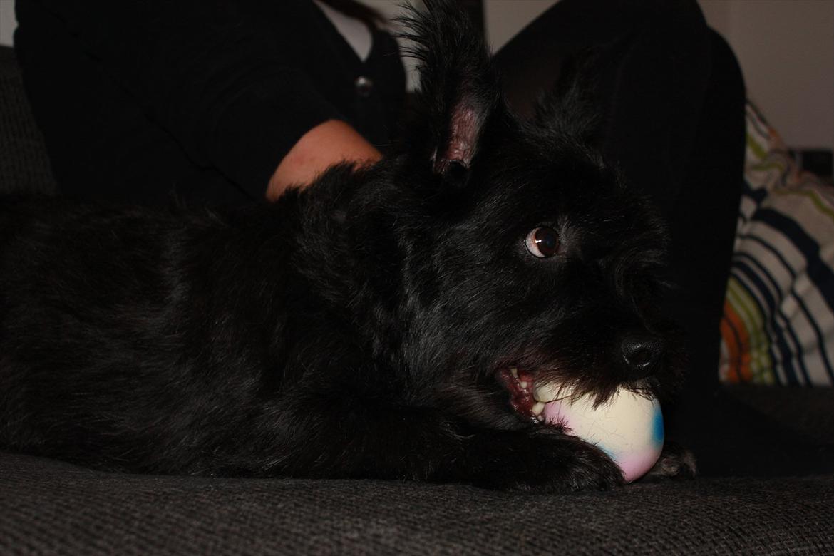 Blanding af racer Toby billede 9