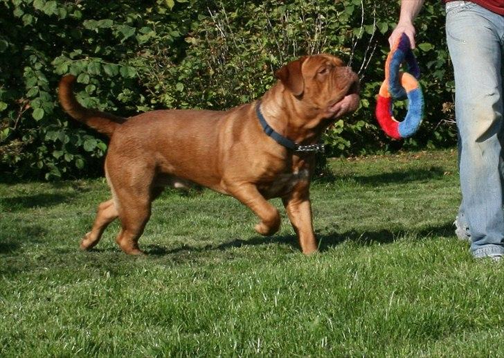 Dogue de bordeaux Amazonite Mucho Mambo billede 2