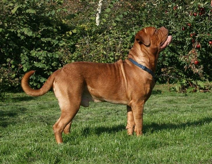 Dogue de bordeaux Amazonite Mucho Mambo billede 3