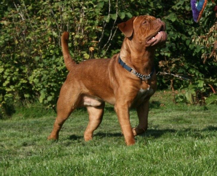 Dogue de bordeaux Amazonite Mucho Mambo billede 4