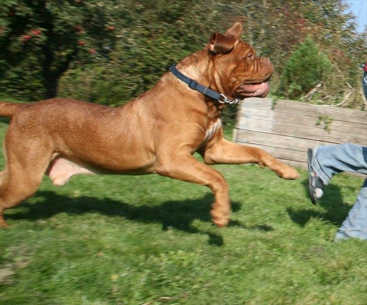 Dogue de bordeaux Amazonite Mucho Mambo billede 5