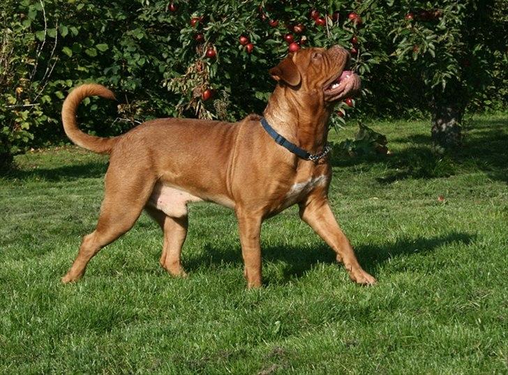 Dogue de bordeaux Amazonite Mucho Mambo billede 6