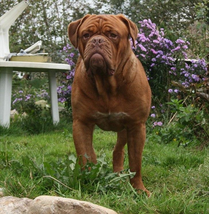 Dogue de bordeaux Amazonite Mucho Mambo billede 7