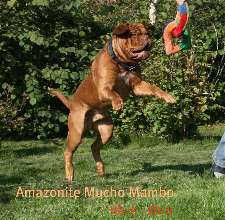 Dogue de bordeaux Amazonite Mucho Mambo billede 8