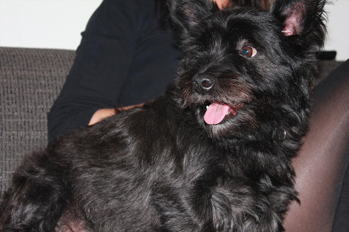 Blanding af racer Toby billede 6