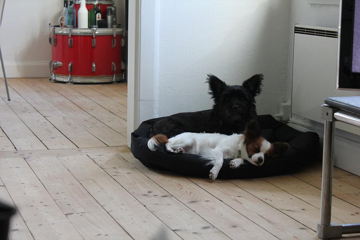 Blanding af racer Toby - Passer godt på min lillesøster når hun sover. <3 billede 10