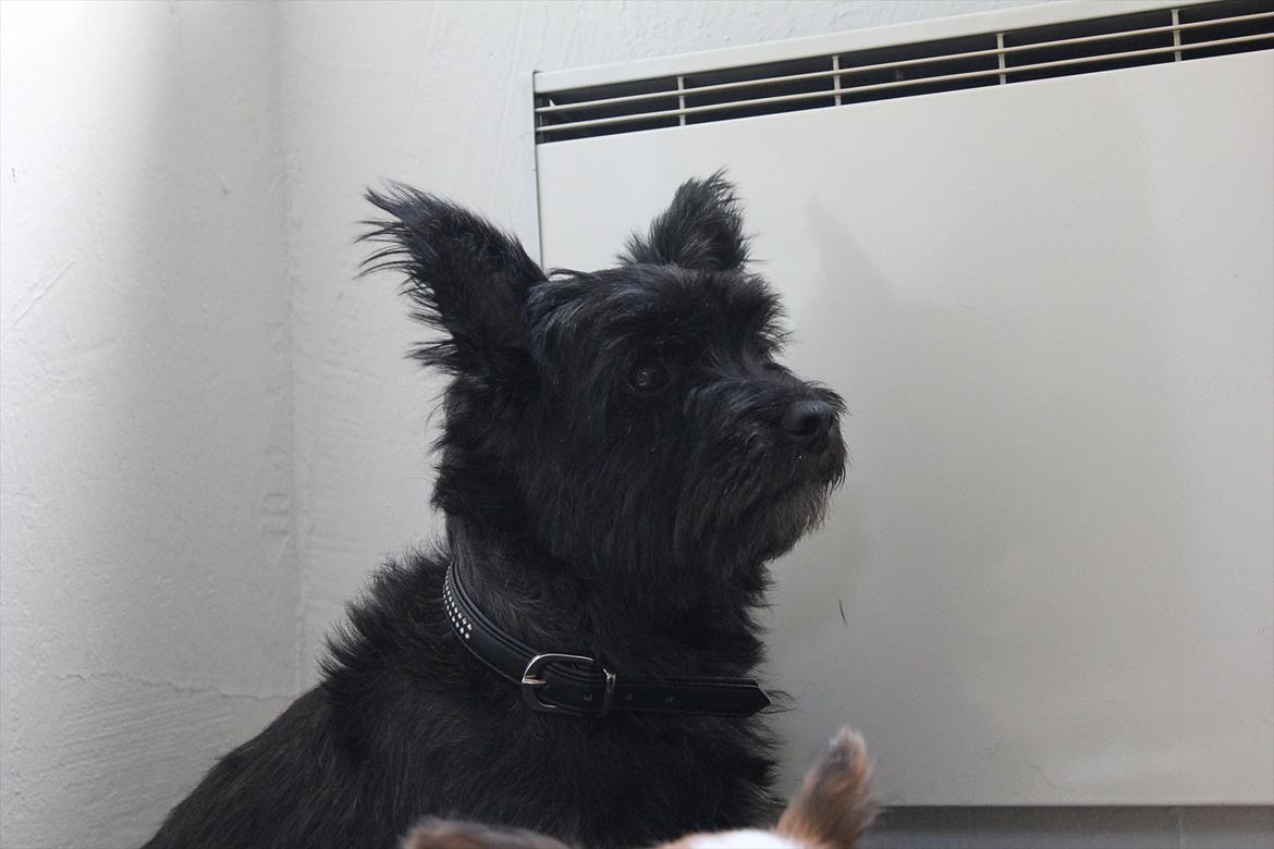 Blanding af racer Toby billede 11