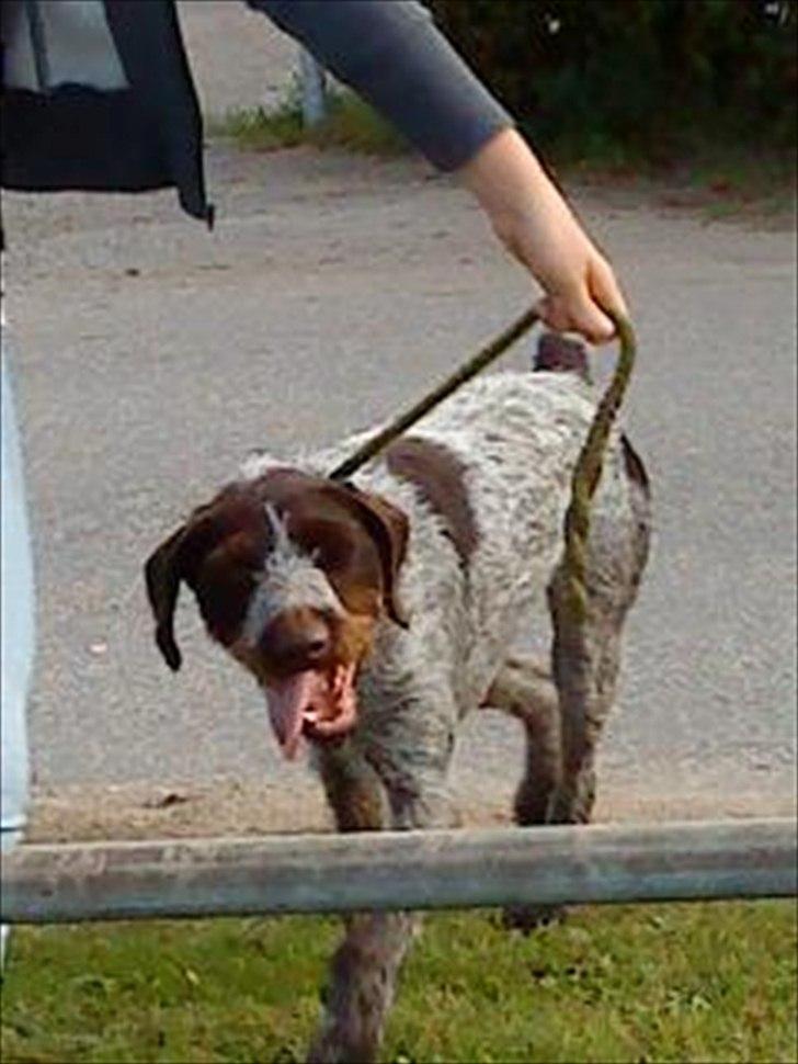 Ruhåret hønsehund Richo:) - lidt sløret, men han ser så "elegant" ud... <3 billede 2