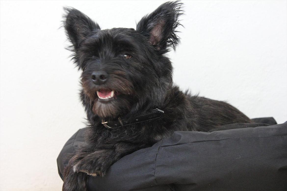 Blanding af racer Toby billede 12