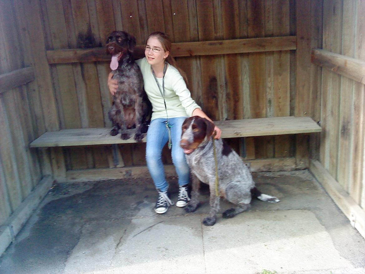 Ruhåret hønsehund Richo:) billede 3