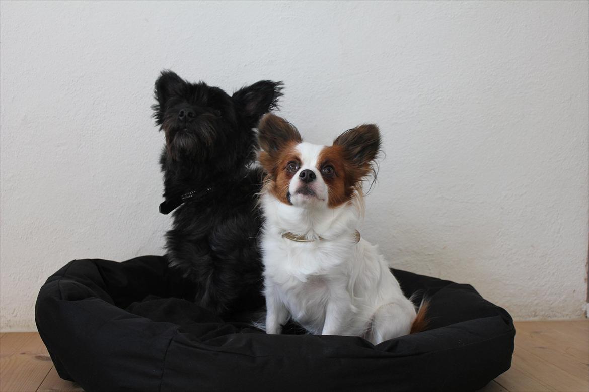 Blanding af racer Toby - Elsker min lillesøster<3 billede 13