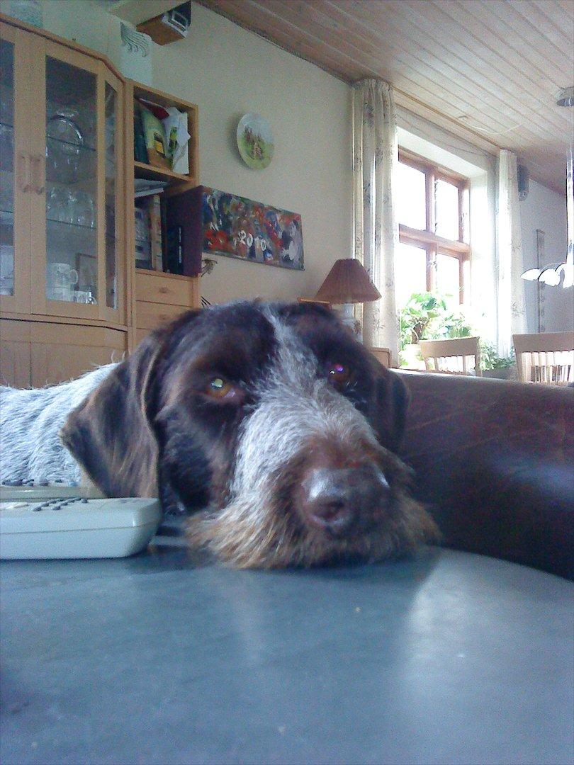 Ruhåret hønsehund Richo:) - Mmh..... er det en kiks du har der i hånden... :D <3<3 billede 4