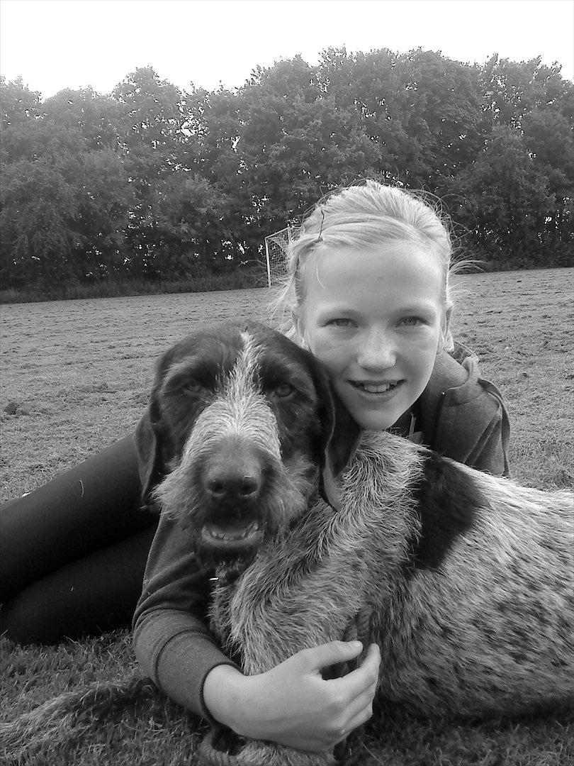 Ruhåret hønsehund Richo:) - Smuksakker :) <3<3 billede 5