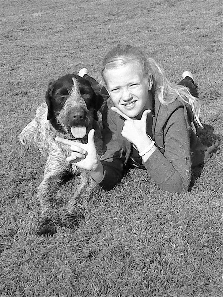 Ruhåret hønsehund Richo:) - Celine og Richo der ligger og spiller seje... (nårhh ja, de er seje) ;) <3<3 billede 1