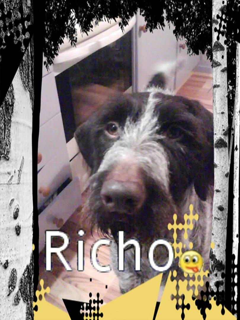 Ruhåret hønsehund Richo:) billede 6