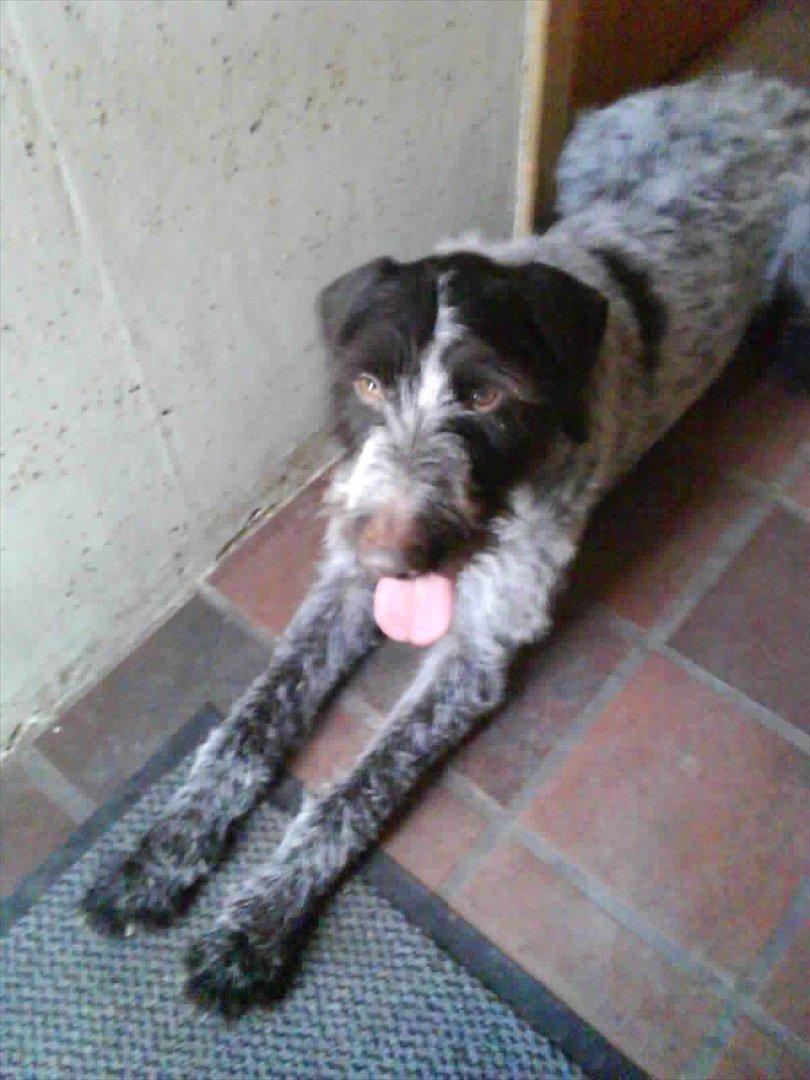 Ruhåret hønsehund Richo:) billede 7
