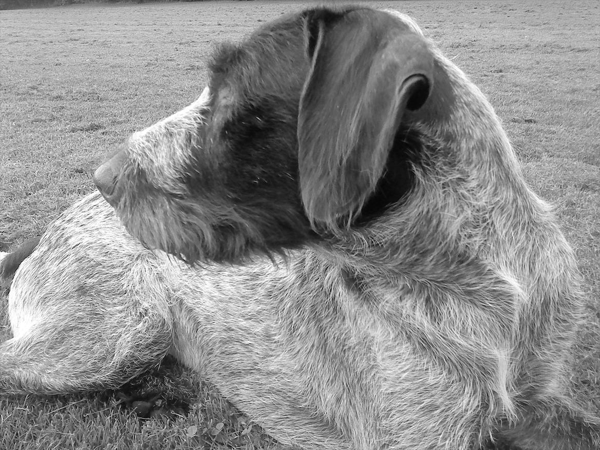 Ruhåret hønsehund Richo:) billede 8