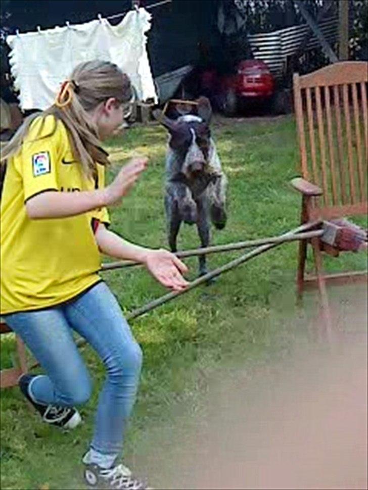 Ruhåret hønsehund Richo:) billede 9