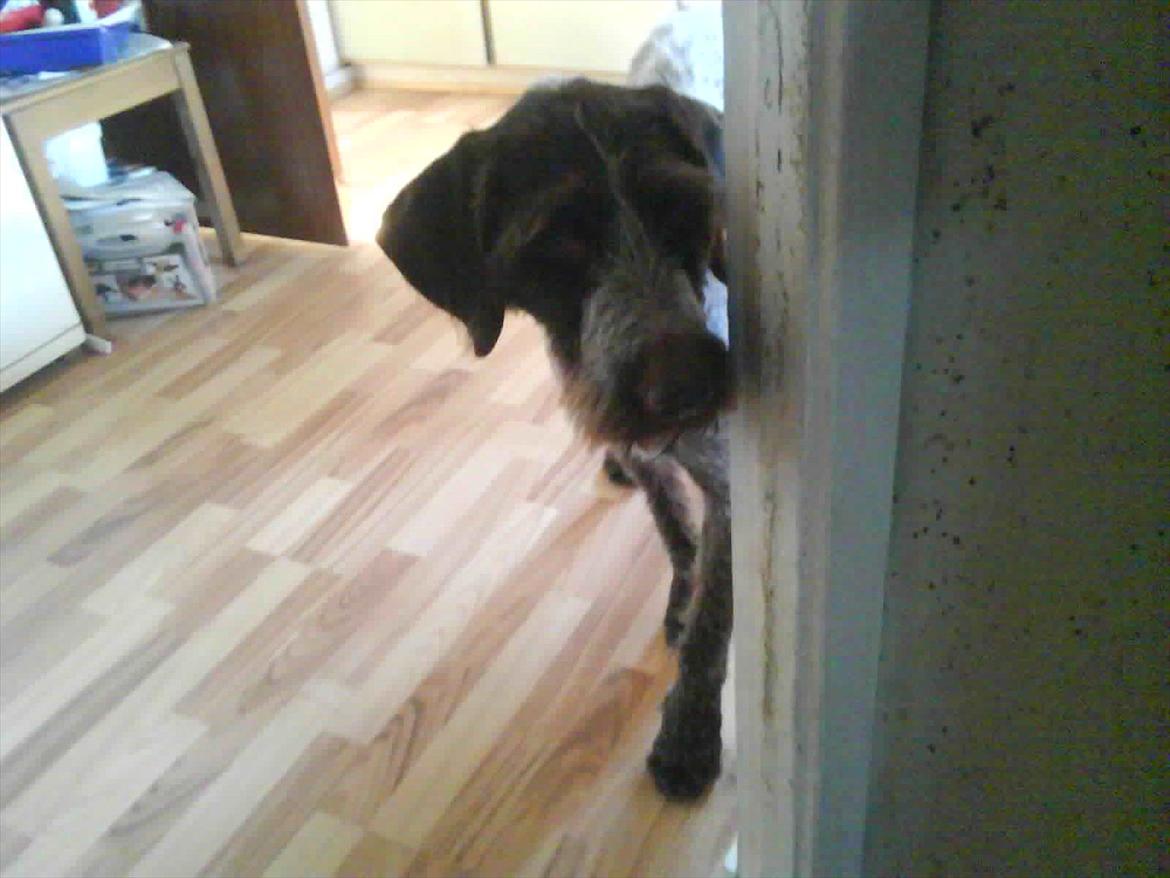 Ruhåret hønsehund Richo:) - hey, der var da nok lige en kat.. :)<3 billede 10