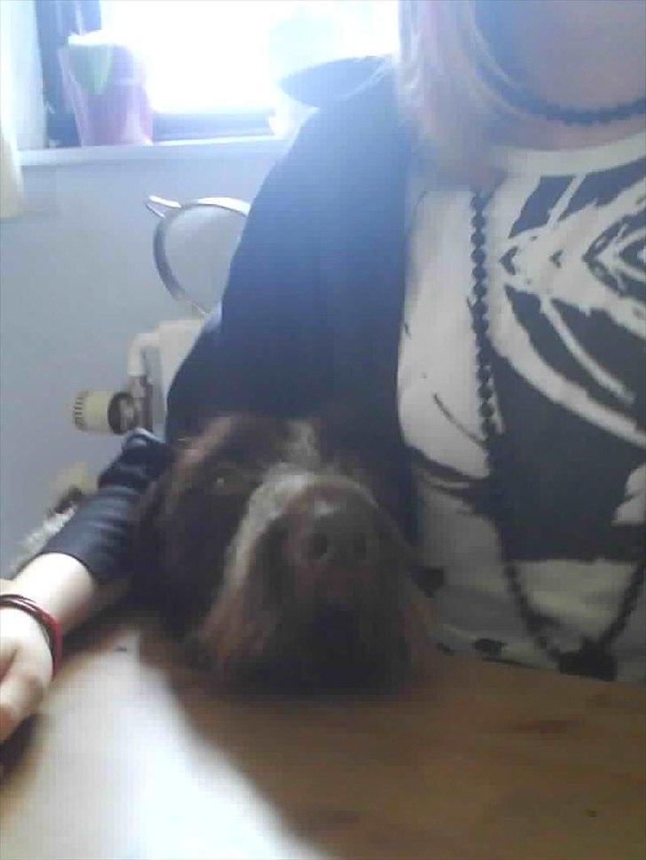 Ruhåret hønsehund Richo:) billede 11