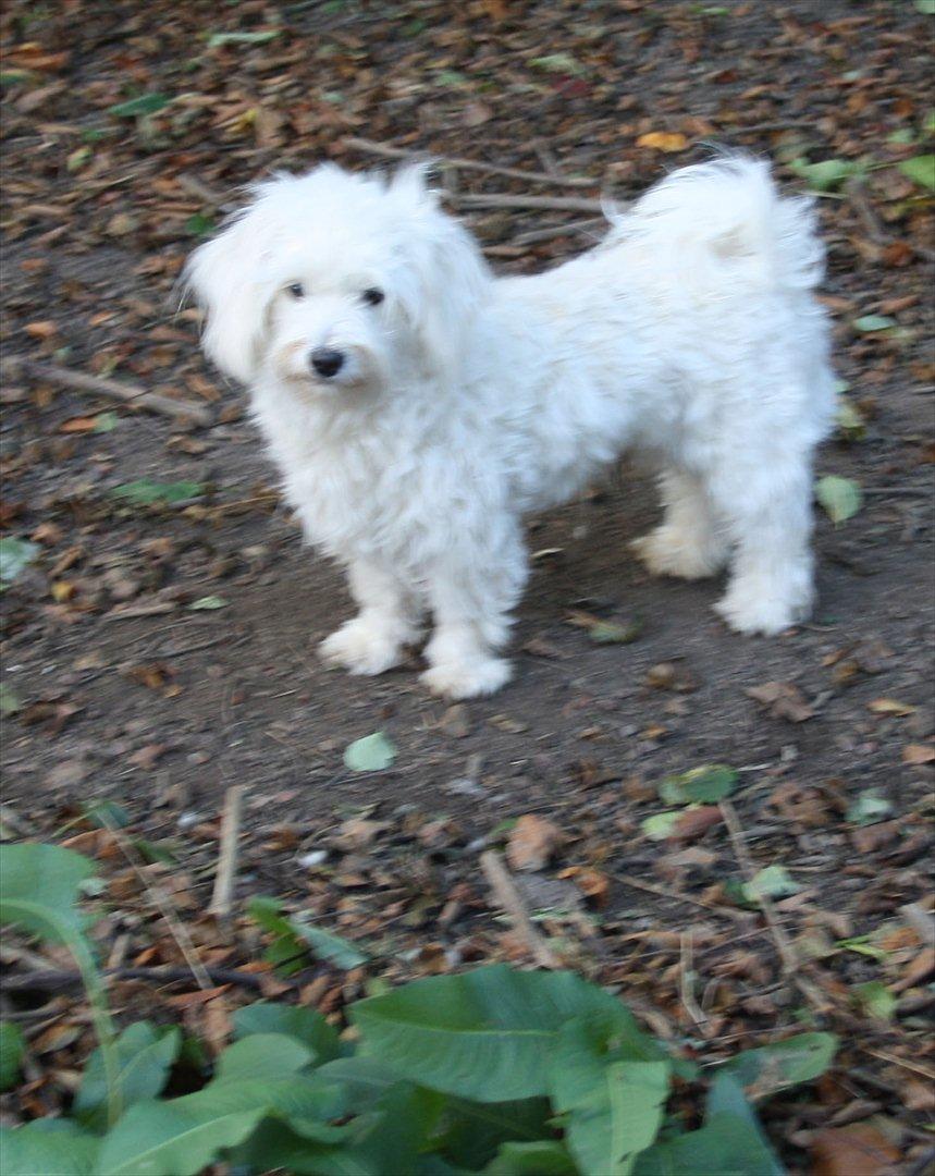 Malteser Gipsy billede 13