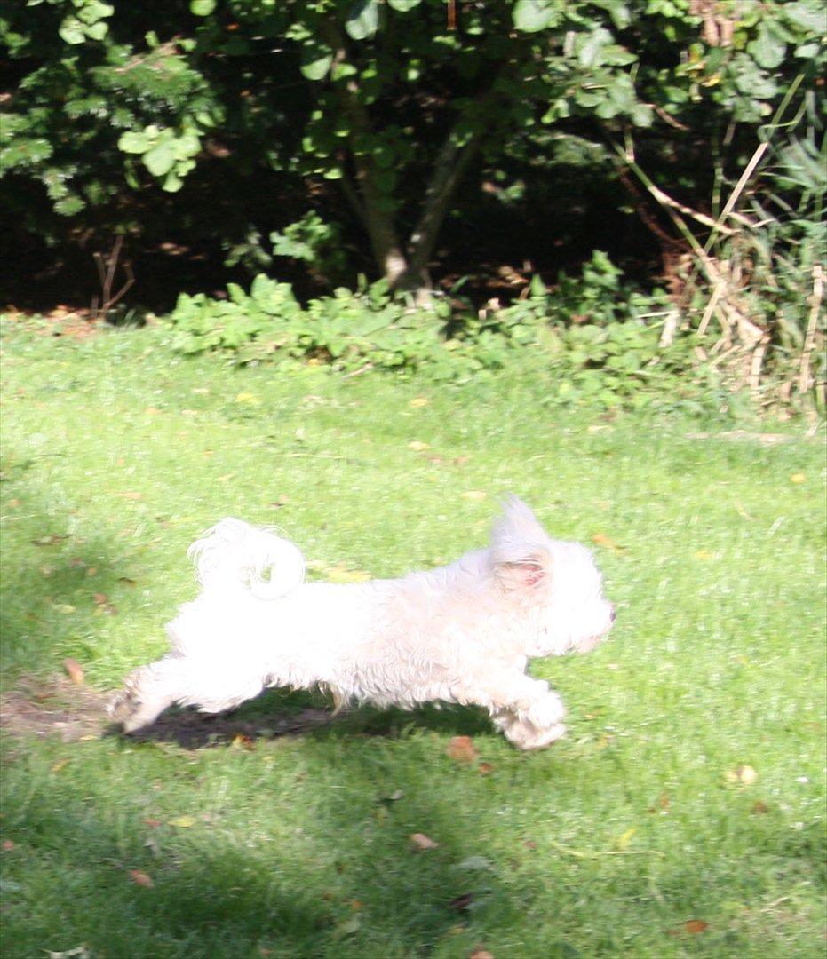 Malteser Gipsy billede 14