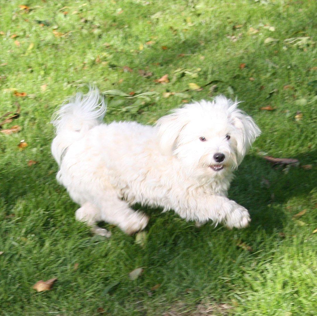 Malteser Gipsy billede 15